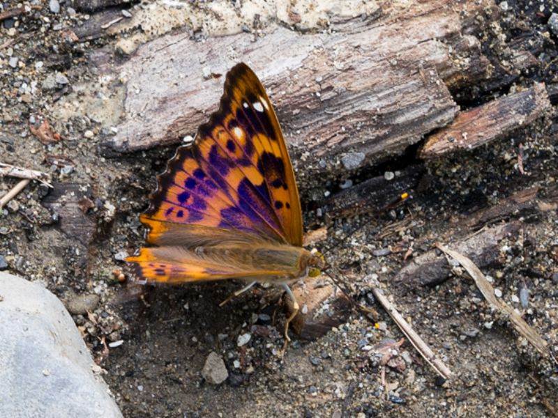 Da identificare per favore - Apatura ilia